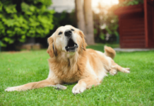 My Dog Won’t Stop Barking – What to Do? My dog wont stop barking - featured img