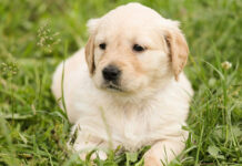 A Dog’s Daily Ageing Process A dog's daily ageing process.