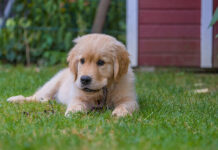 The Cost of Owning a Dog: A Comprehensive Guide Cost of owning a dog.