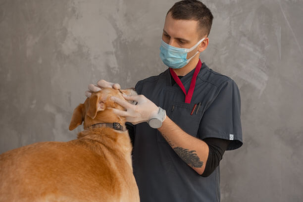 Dog veterinary examination.