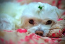 How Much Sleep Does a Dog Really Need? How much sleep does a dog need?